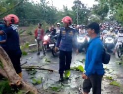 Angin Puting Beliung, Tumbangkan Sejumlah Pohon di Ngasem dan Kedungadem